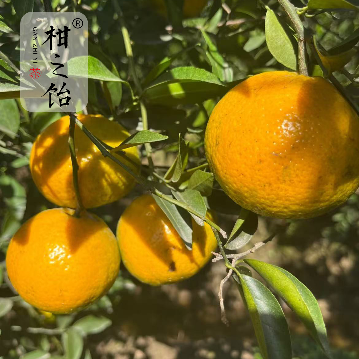 【60斤大果新会天马茶枝柑】（大红微青）晒陈皮专用圈枝鲜果