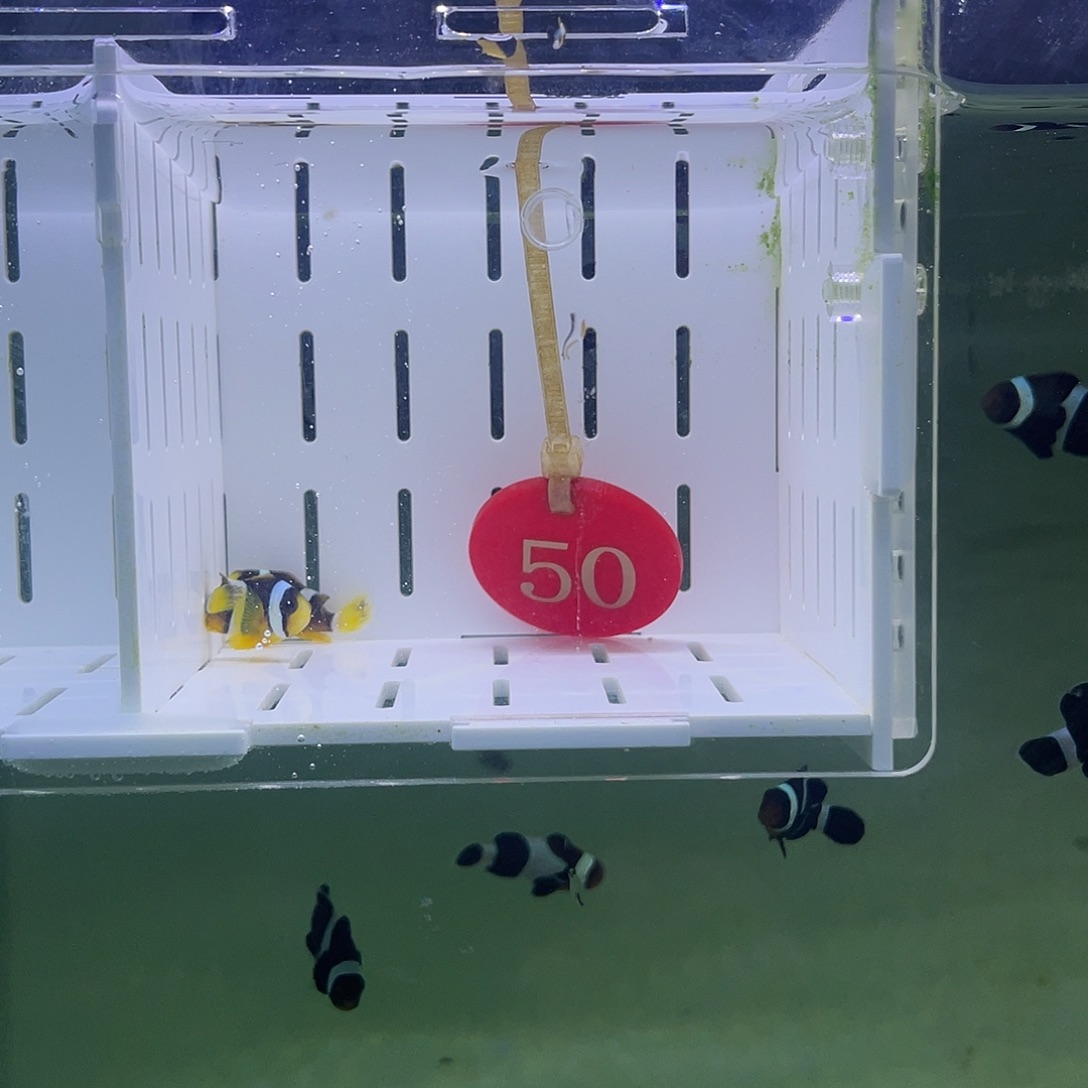 海水鱼人工金双待