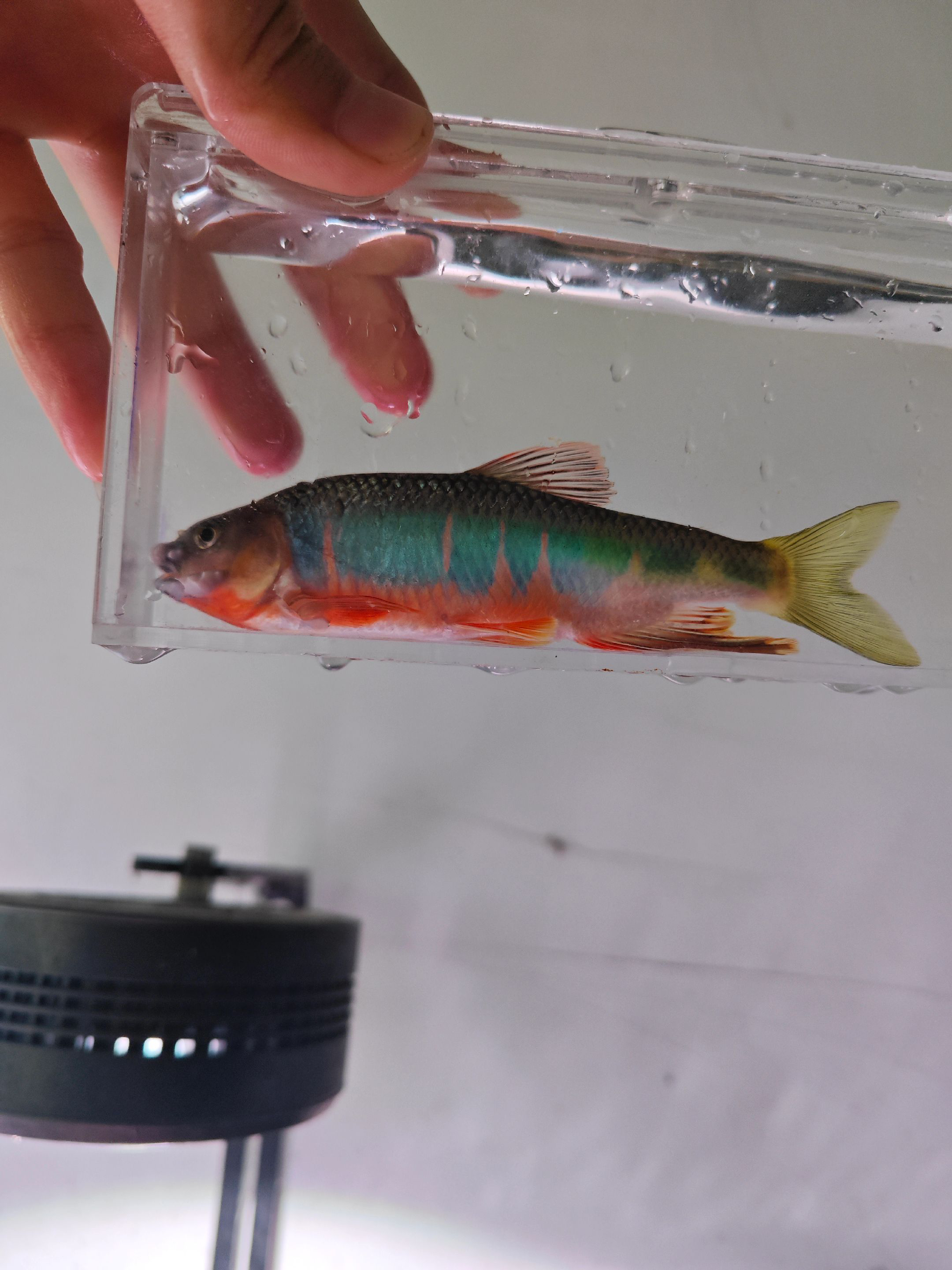 迷你棘颊鱲南宽鳍鱲长鳍鱲观赏鱼原生溪流冷水鱼耐活好养适合新手