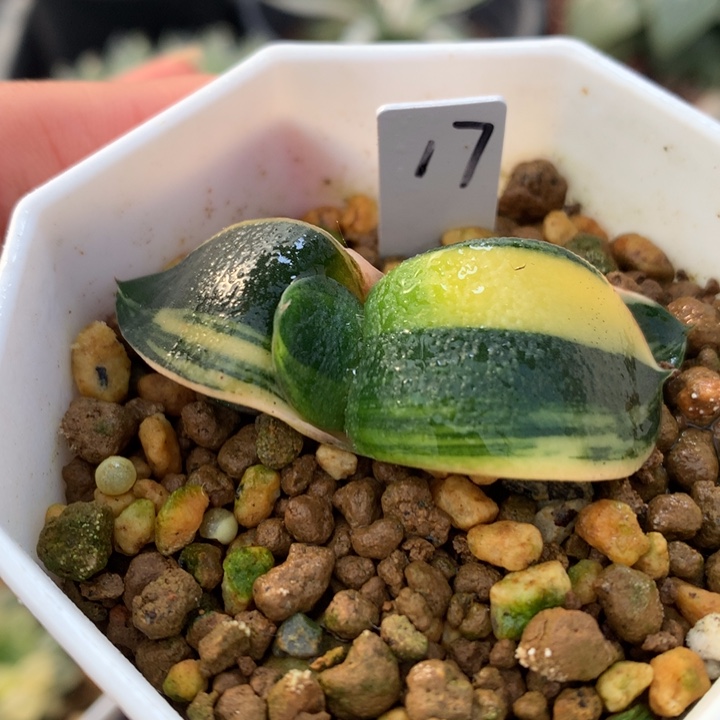 卧牛锦，带盆一起来