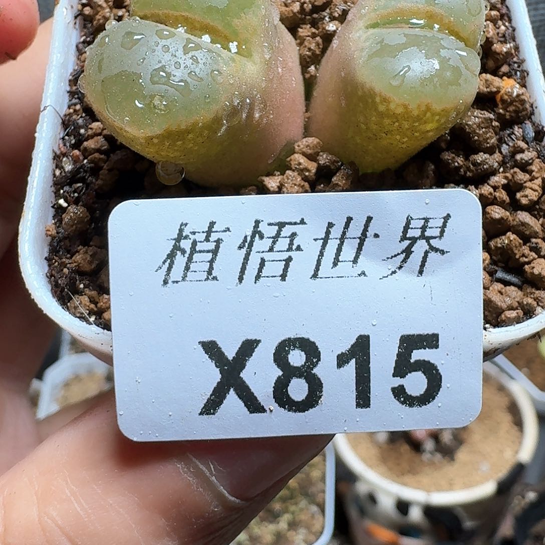 815号多肉植物哇f g