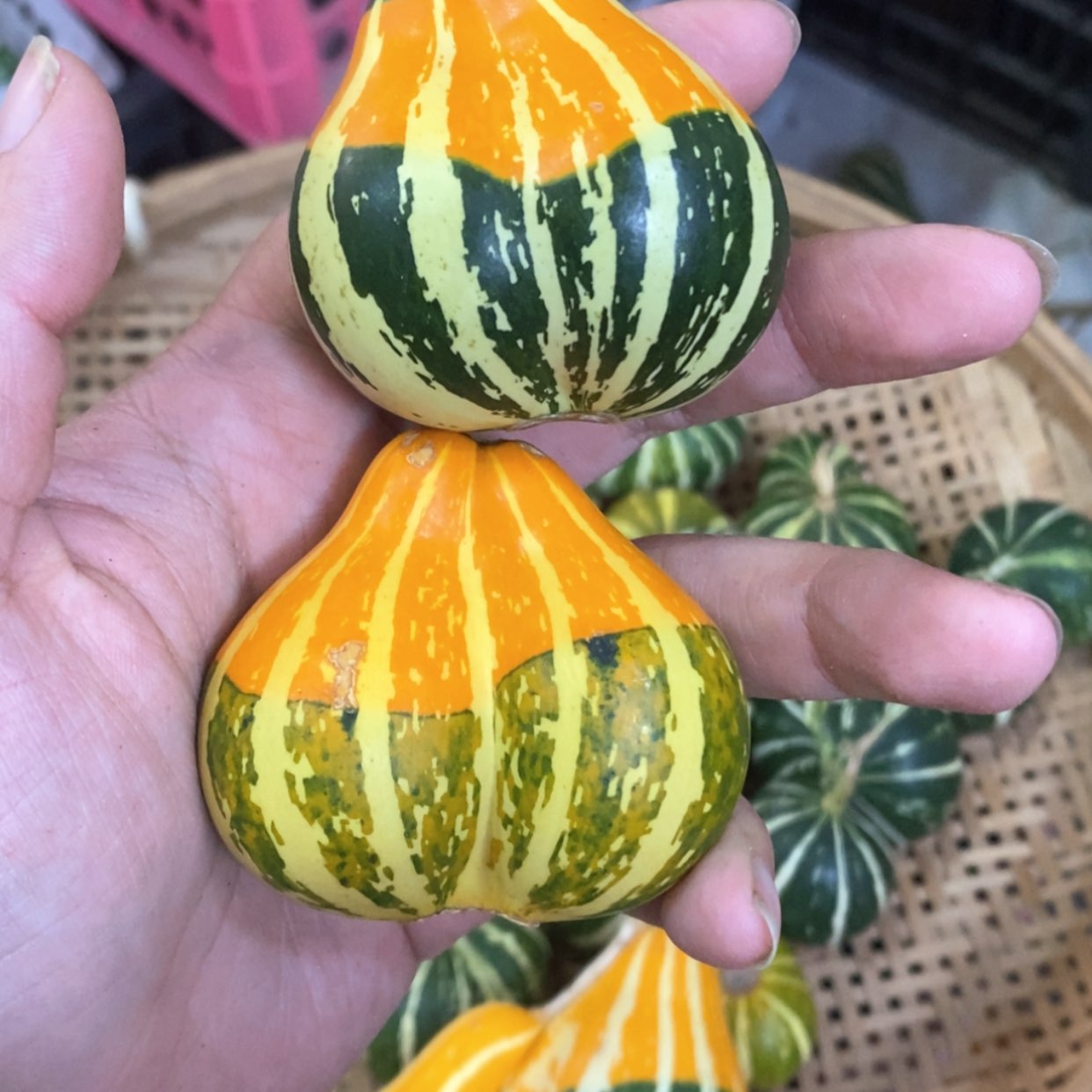 【闪购商品】祥*居墨西哥葫芦直播自选