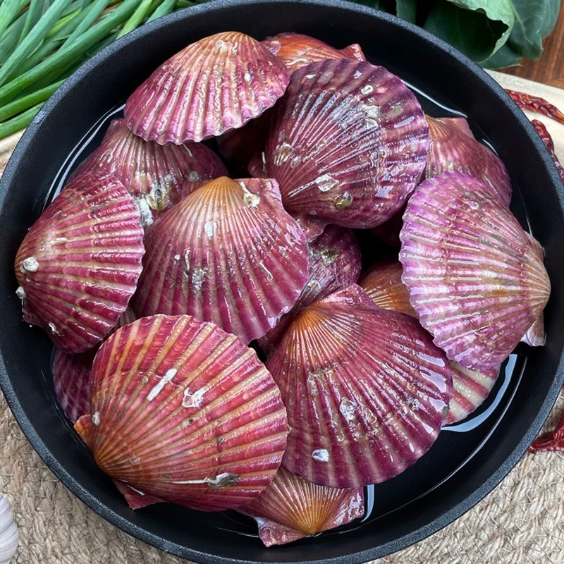 【小红贝-扇贝】1斤/呼和浩特小时达