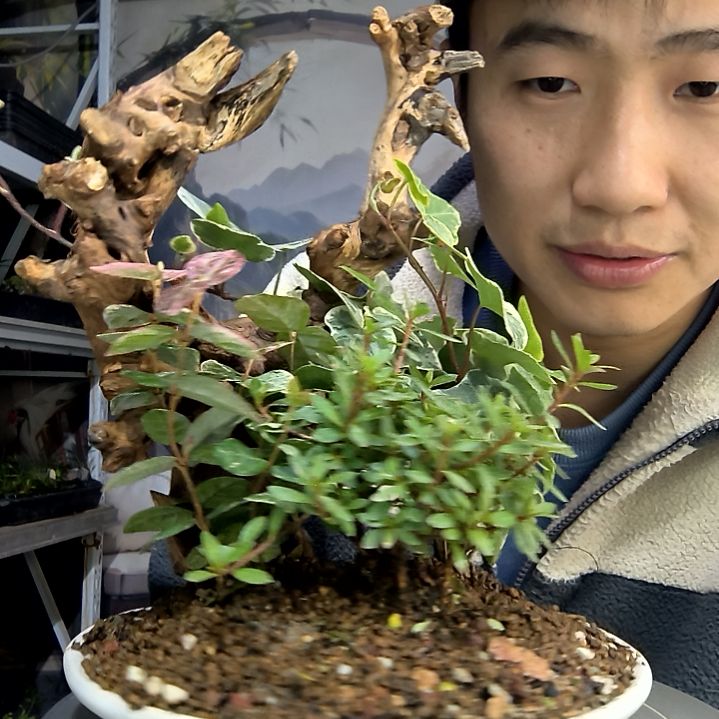 喏*?中青园艺一物一拍花203