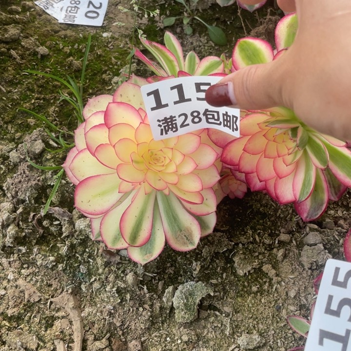 1157两个倾城母本二号棚F