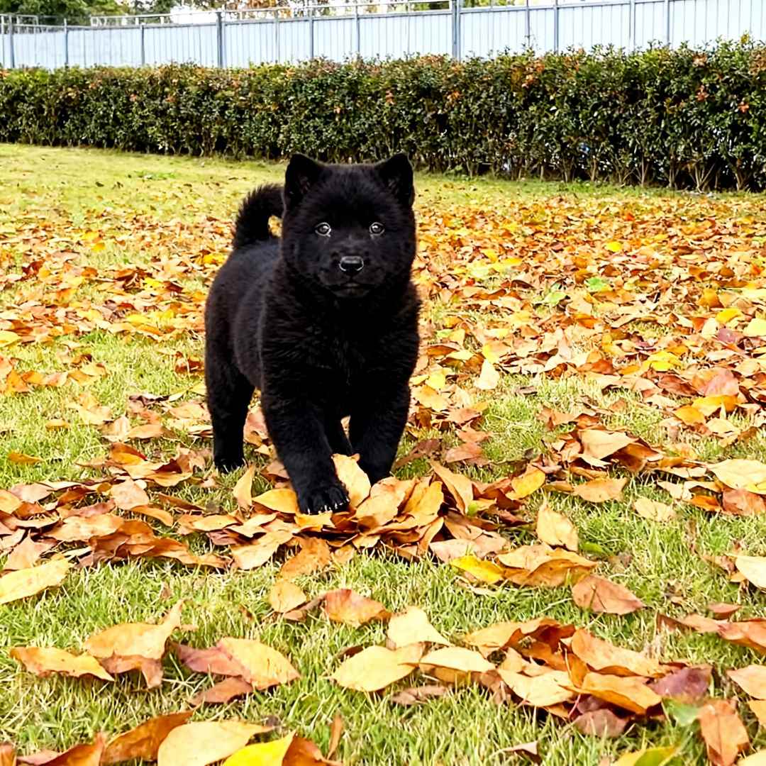五黑犬幼犬听话纯黑小黑狗便宜狗家庭护主活物土狗好养狩猎犬忠诚