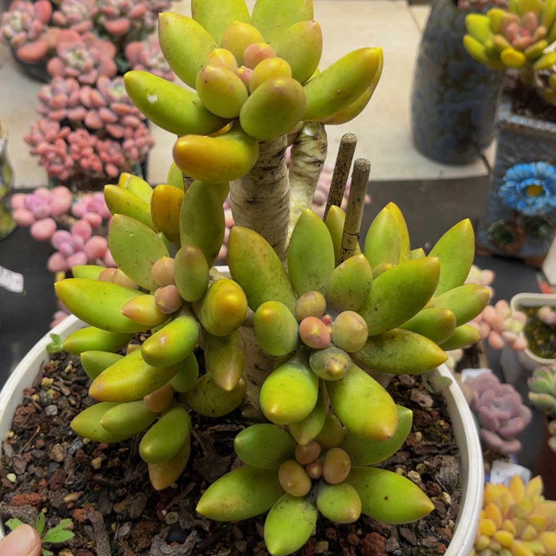 134芒果奶老桩15cm多肉