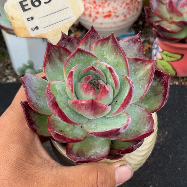 惊鸿一瞥多肉植物世界631