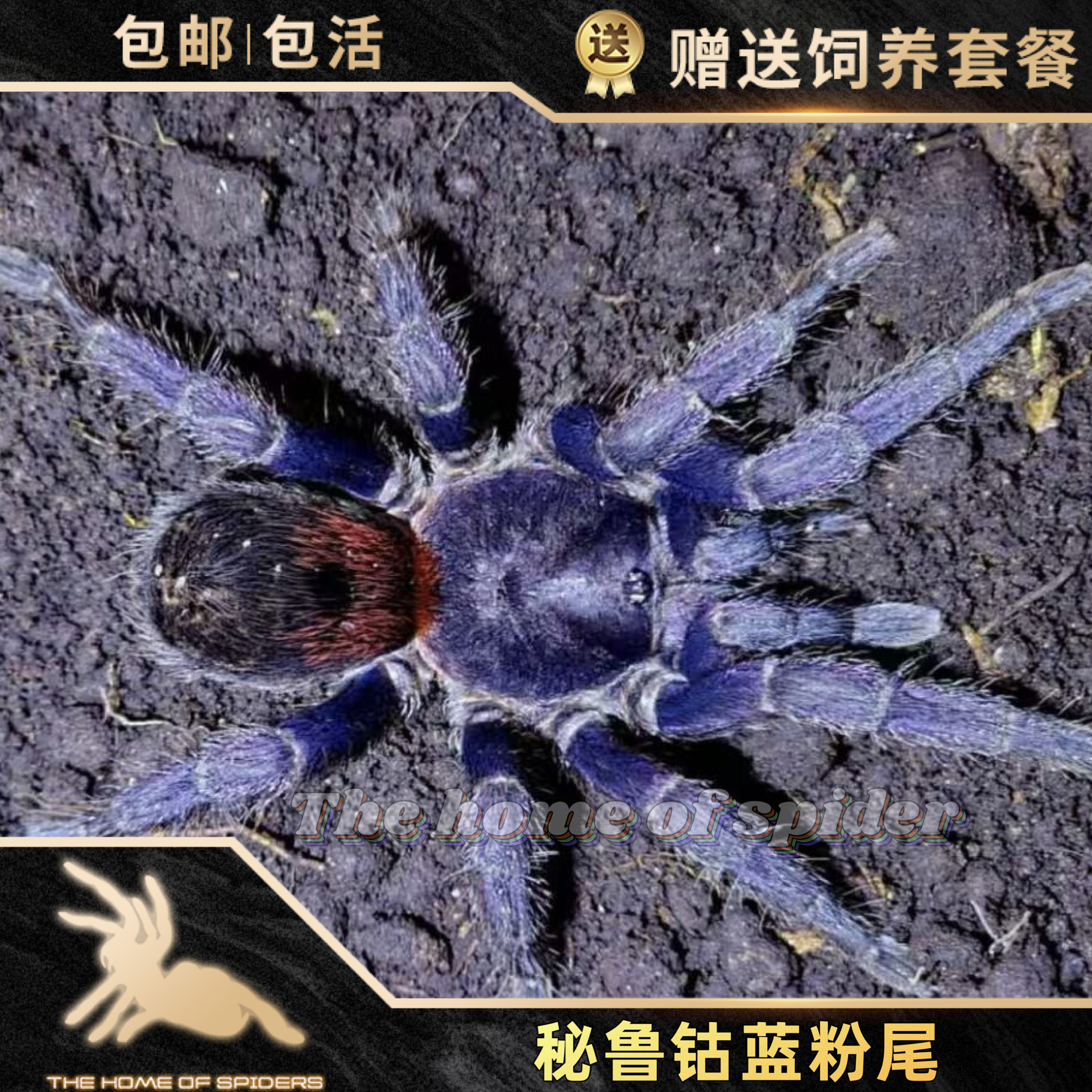 秘鲁钴蓝粉尾/达芬奇重彩Antikuna sp herradura宠物蜘蛛