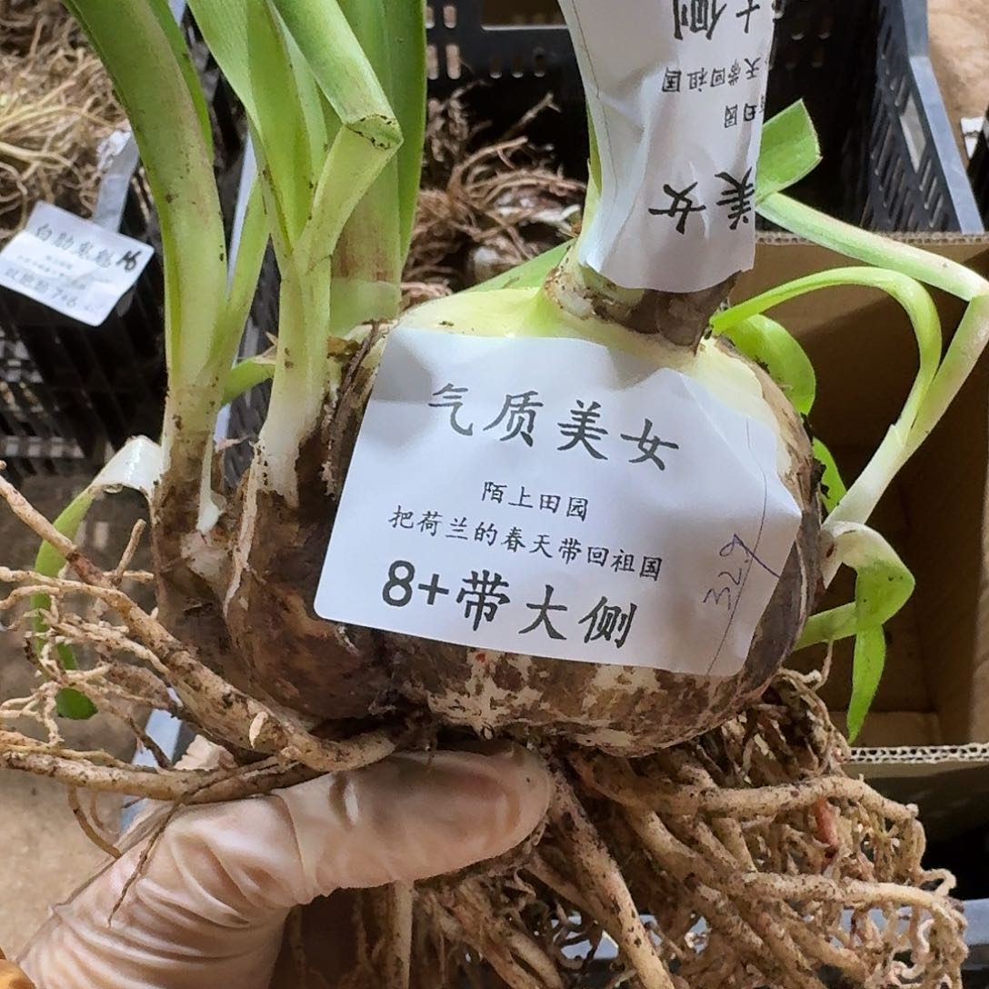 气质美女8+带大侧闪购