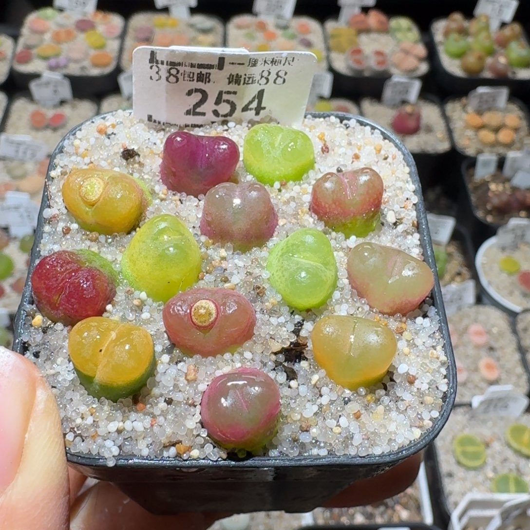 Sss精品也福利254