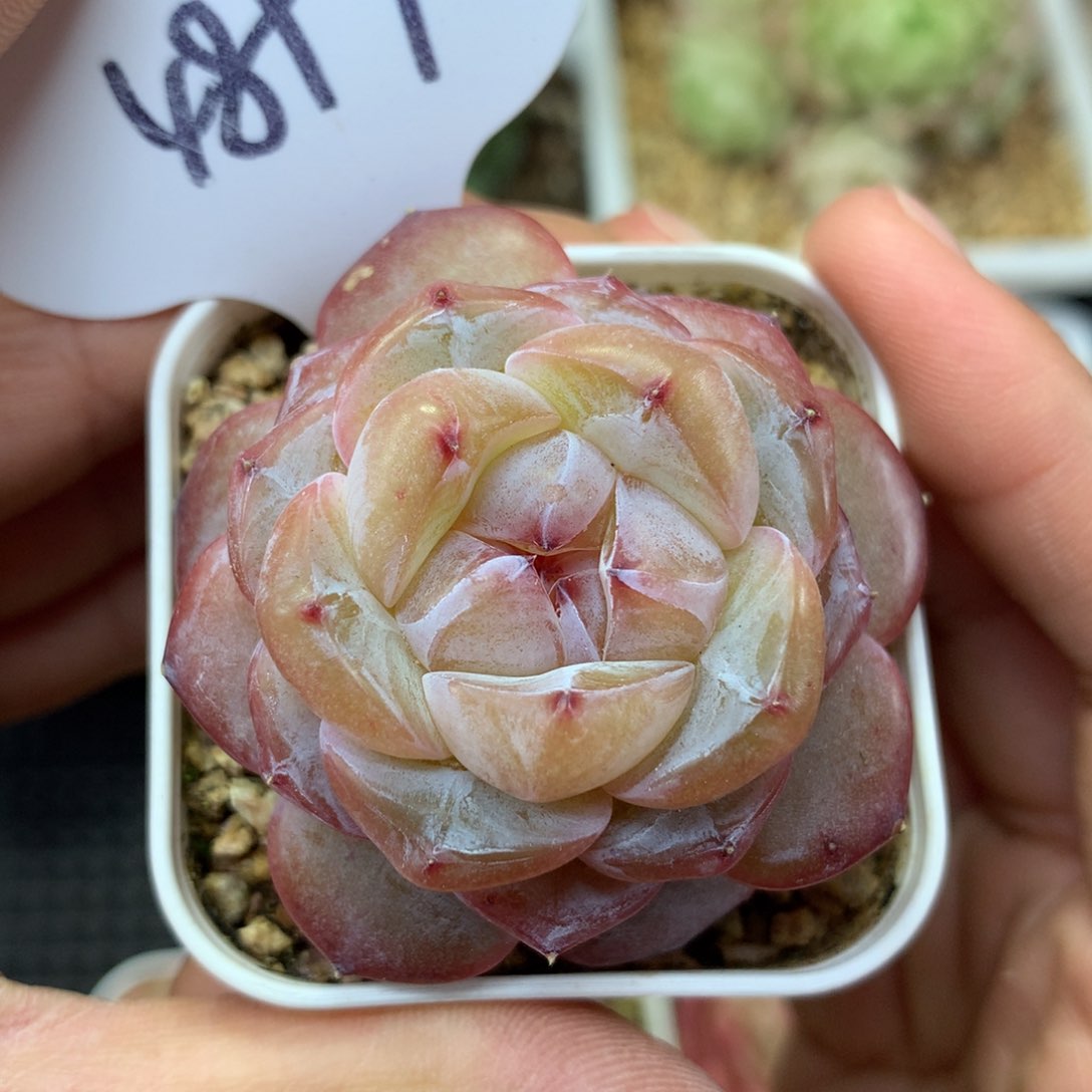 紫星河珍妮单头4897