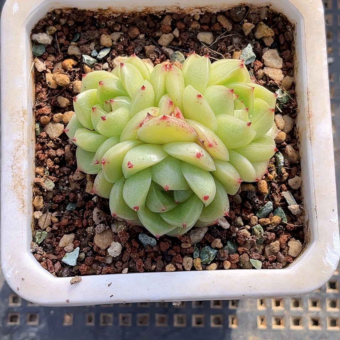 听****911  绿豆沙珍妮多肉18包邮