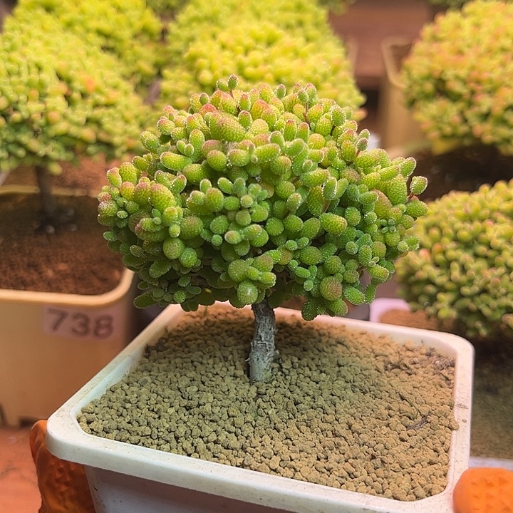 无花朵626金桔糖球