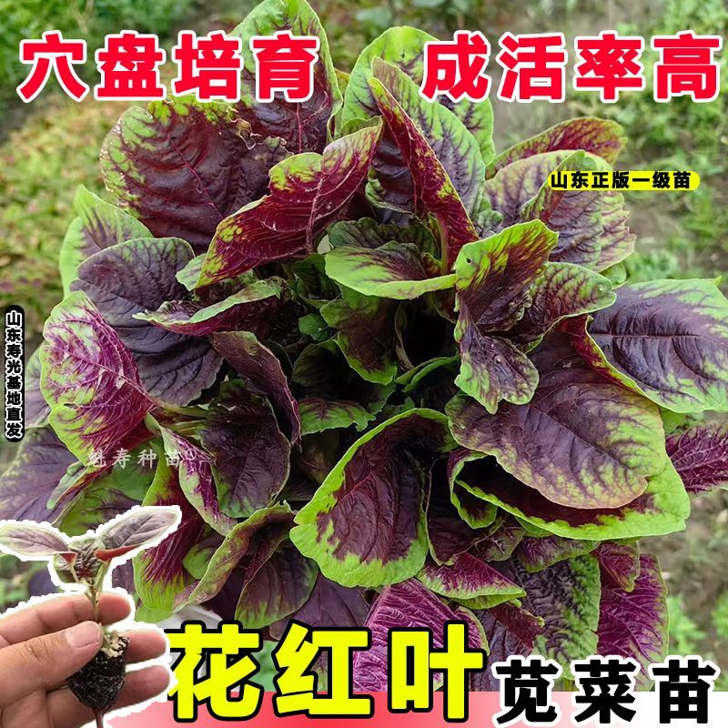 花红圆叶苋菜苗四季蔬菜籽红圆叶苑菜白苑菜耐热易种阳台盆栽菜