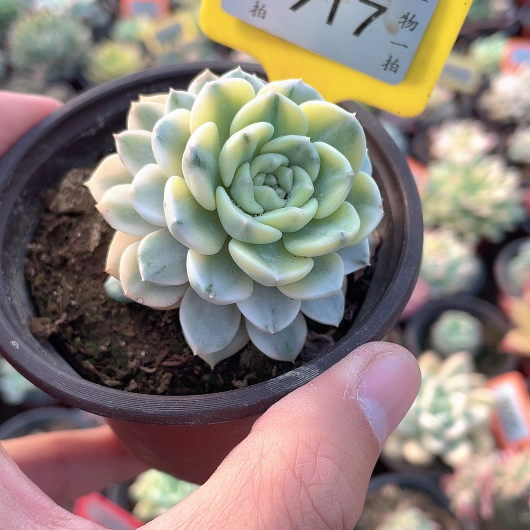 粉布偶锦917号多肉