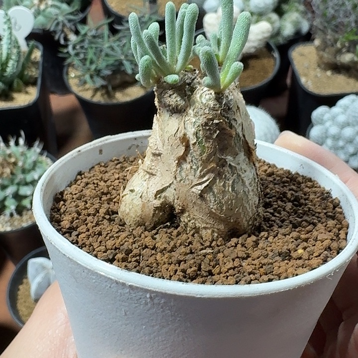 淡青霜块根仙人球12