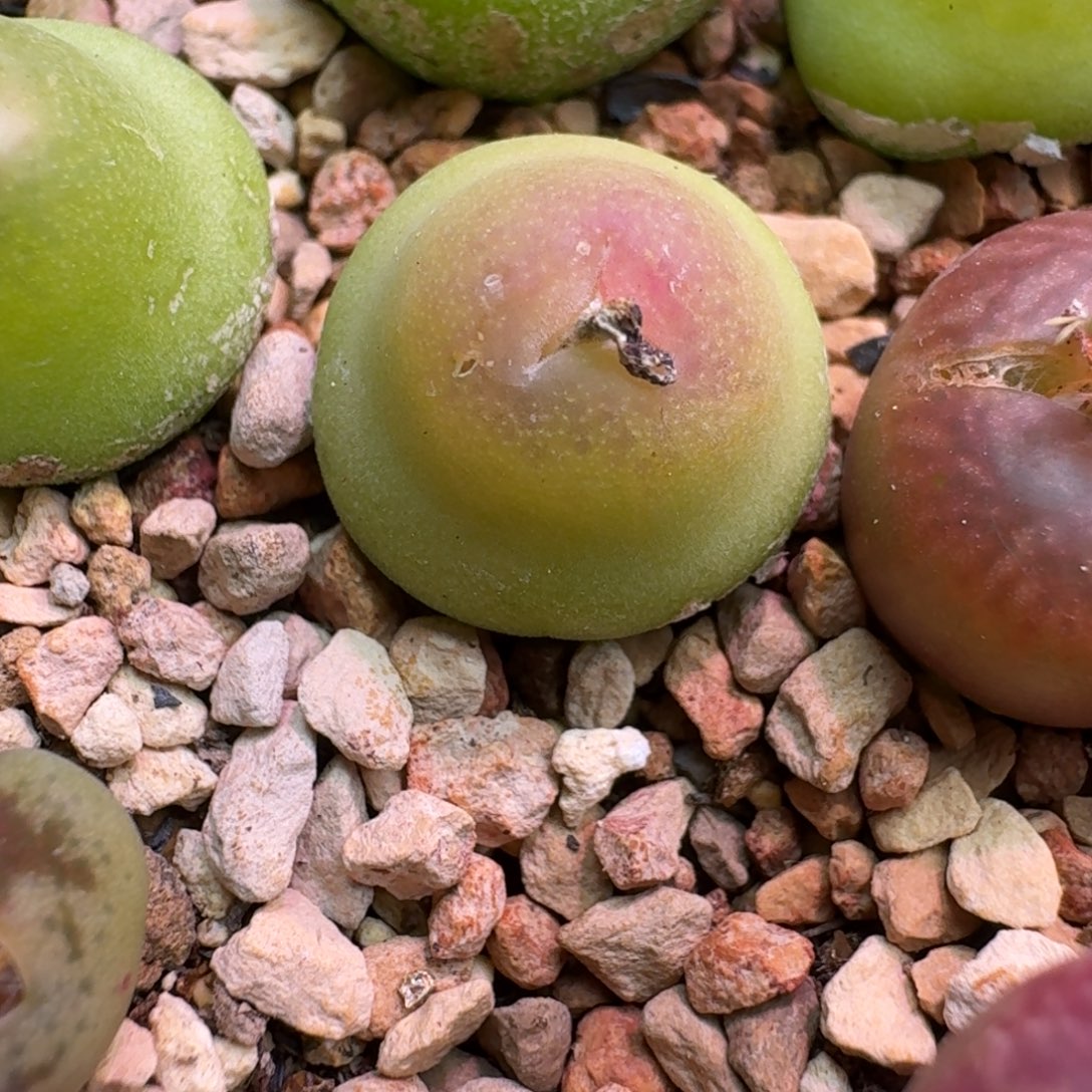 幽***没云缦精品番杏3.12