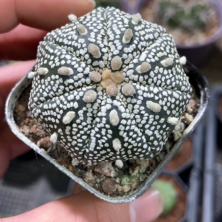 孤品实生海星奇迹兜福利捡漏4.5cm