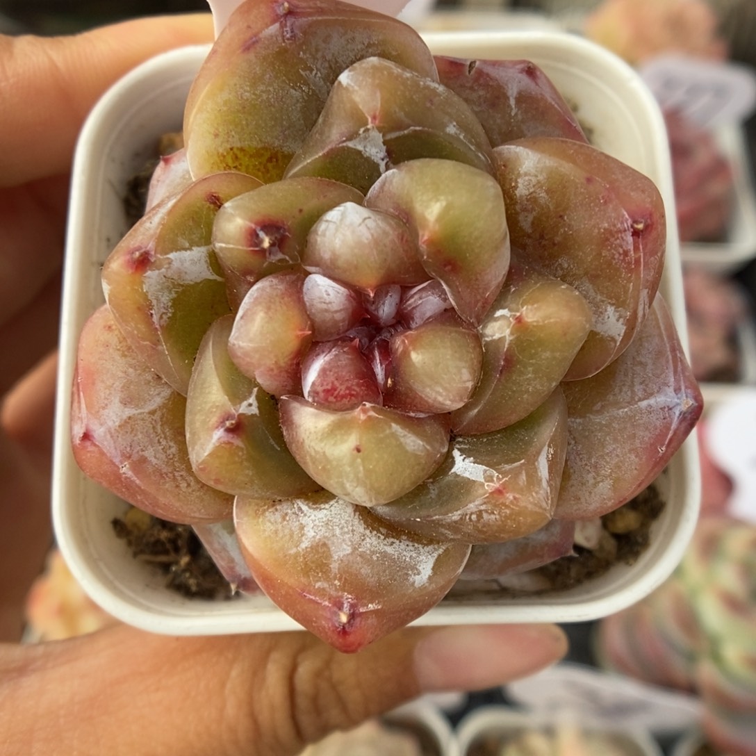 钻心珍妮可拍717号。  