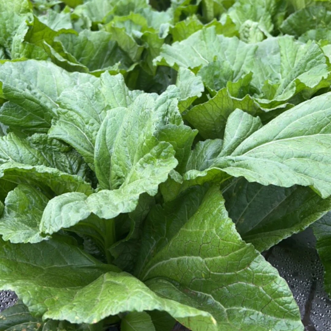 贵州威宁农家时令新鲜现摘青菜蔬菜(纸箱加冰～中通快递发货)