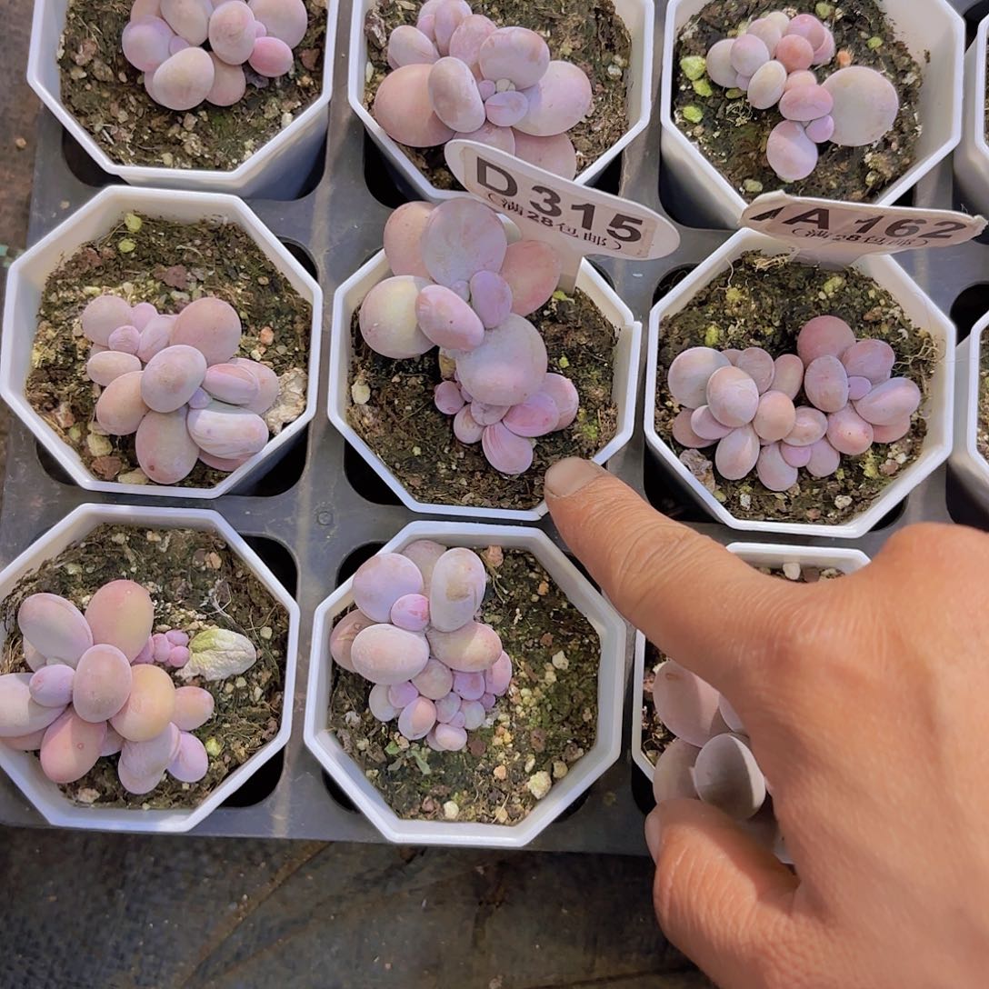 D315奶酪一物一拍