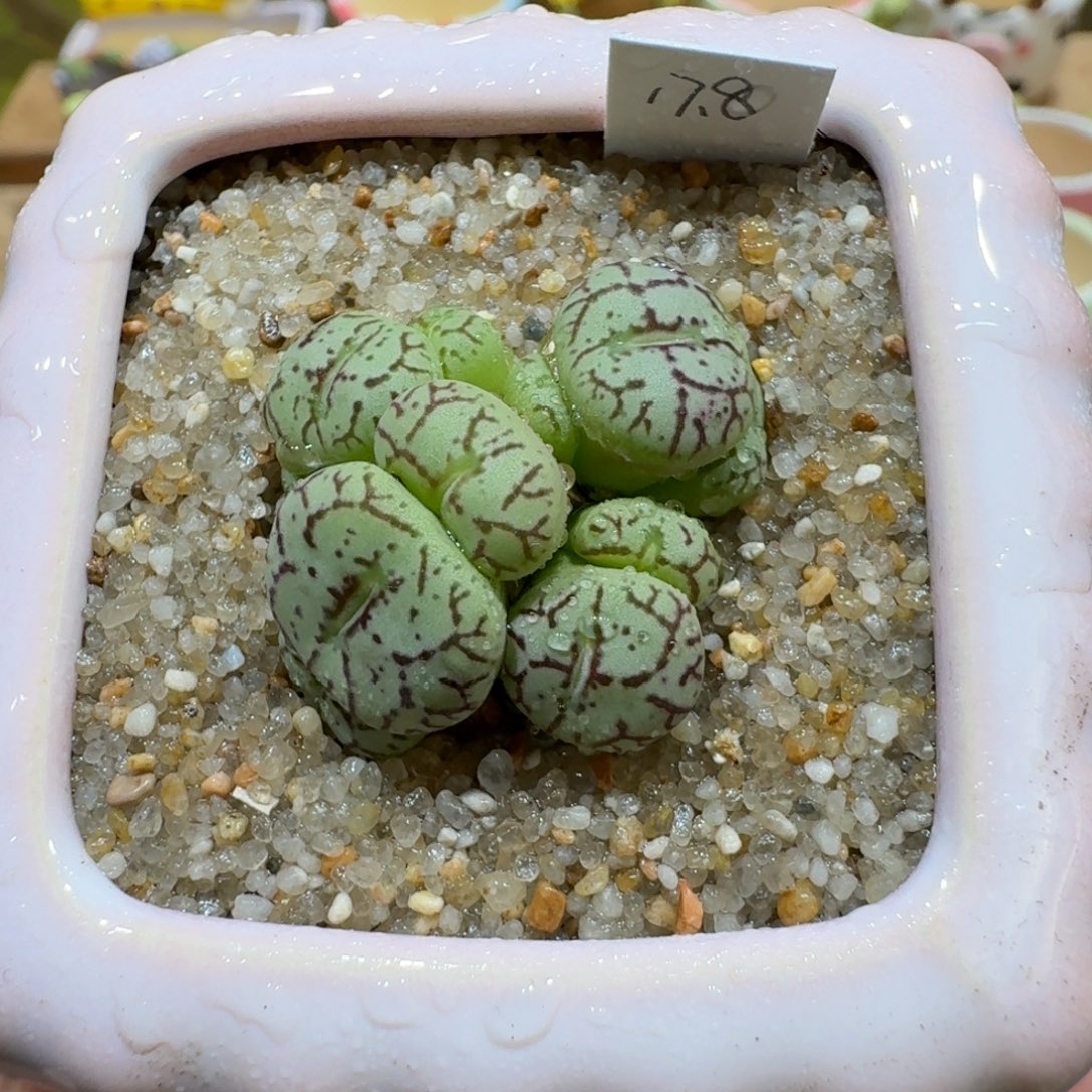 蘑菇1118安贞多肉植物