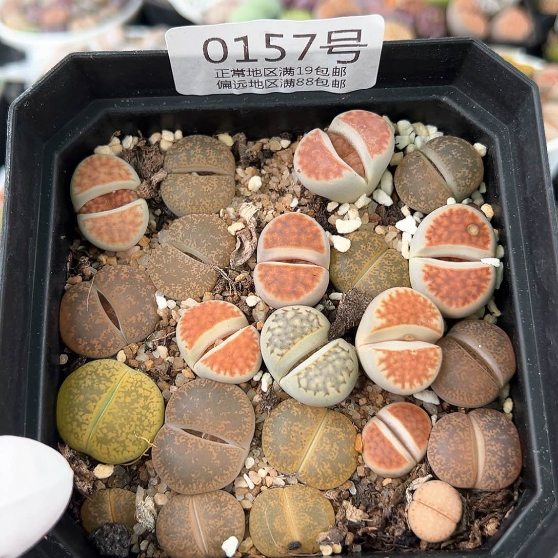 好养易活生石花大母本0157