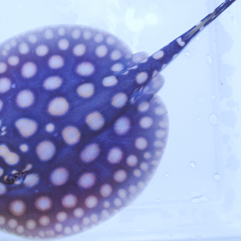 魟鱼黑白皇冠魟鱼白子魟鱼观赏鱼底层活鱼（可视频选货）