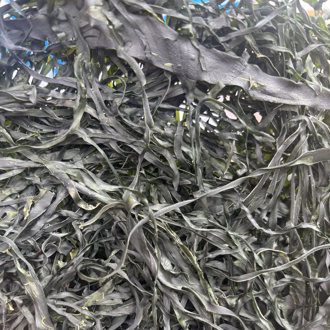 干海带丝干海带烘干海带无沙海带营养丰富适合煲汤凉拌即泡即食