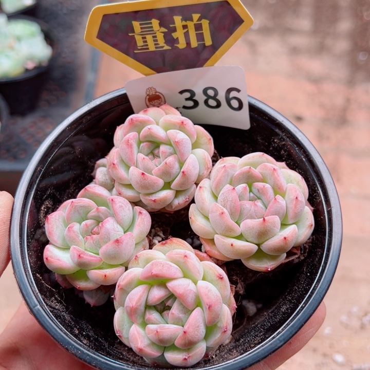 多肉植物多肉植物