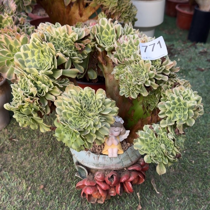 绿豆沙自然朵朵缀化771