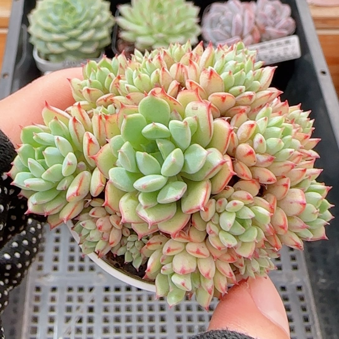 多肉1001--236甜茶