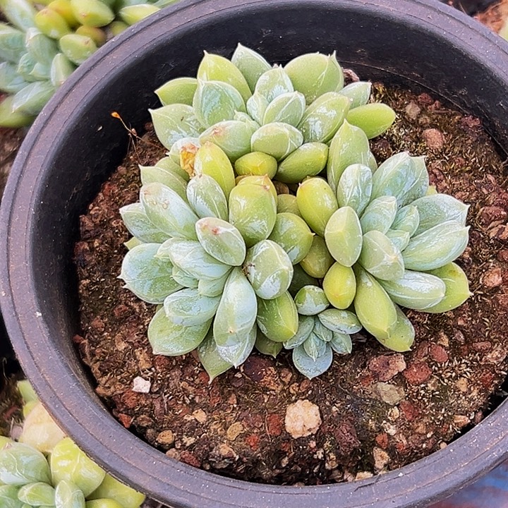 1颗美人系列多肉植物