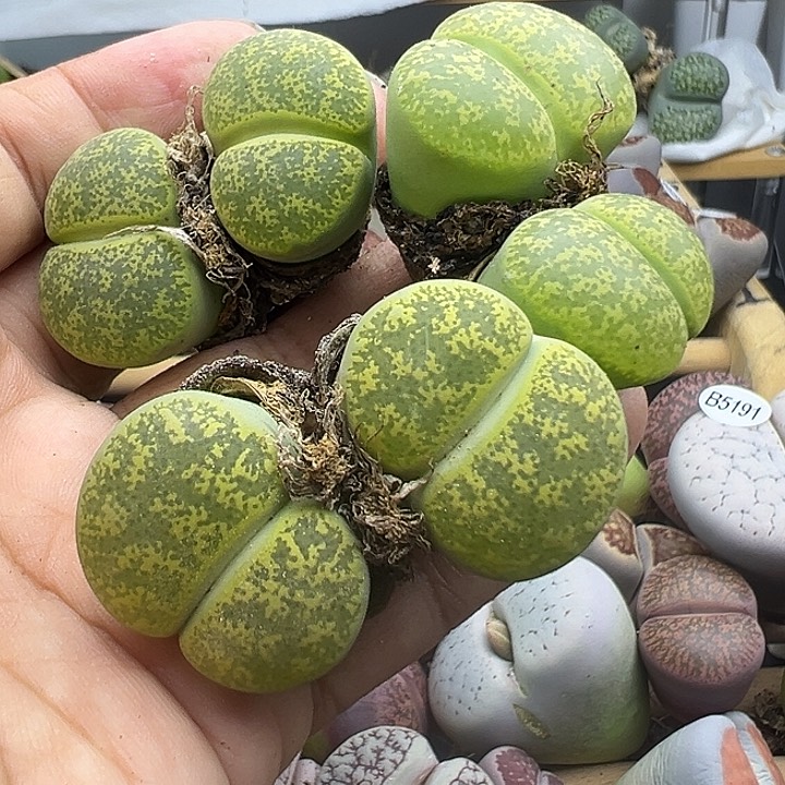 5230 下播福利三颗雪花纹