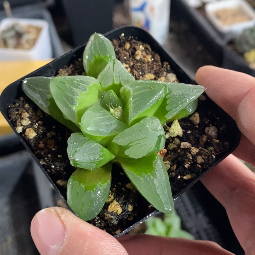 十二卷冰城一颗 双12整点福利