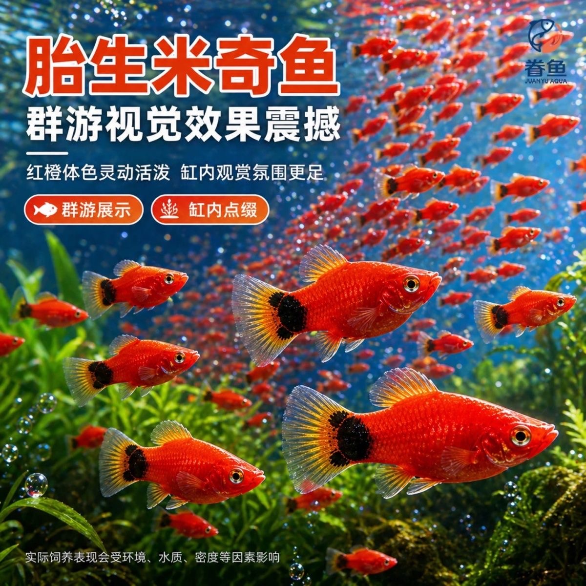胎生米奇鱼专用鱼饲料好养活新手热带小型鱼淡水观赏鱼上浮饲料