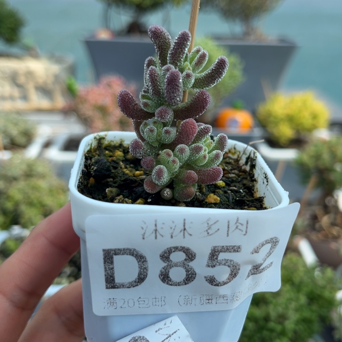 852冰红枝干番杏