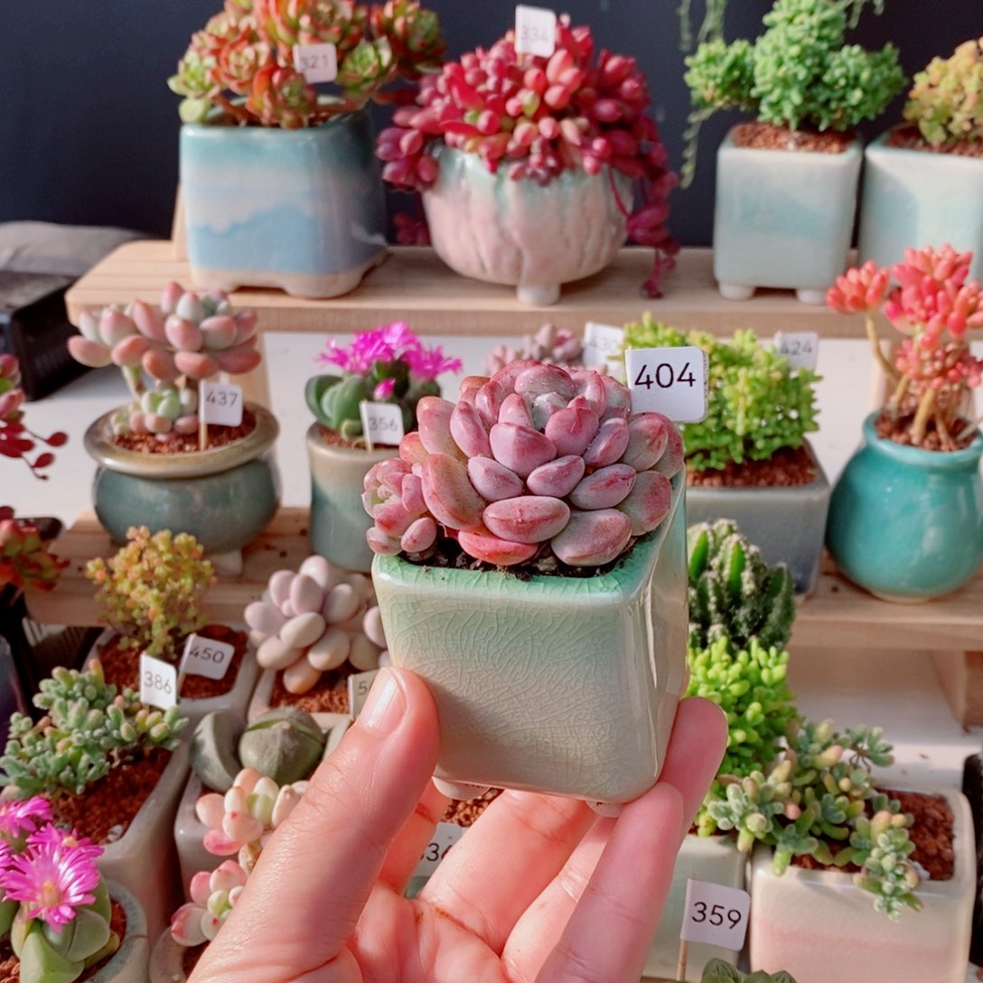 红衣仙子404号肉肉肉肉