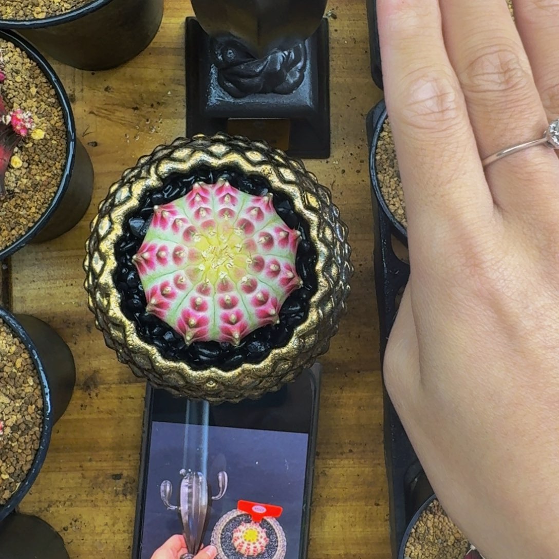 得奖皇室轮回带奖杯价格，不带奖杯8880元