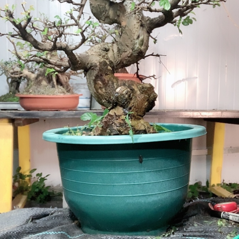 【闪购商品】无花朵