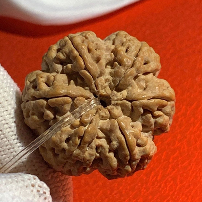 禧千年 尼泊尔梁产区藏品级梅花桩大金刚