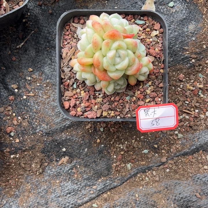 默***冰玉多肉十方盆7头群