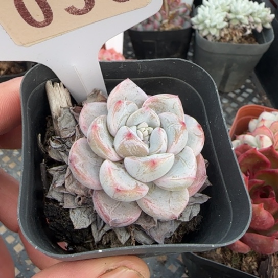 36 一物一拍18包邮