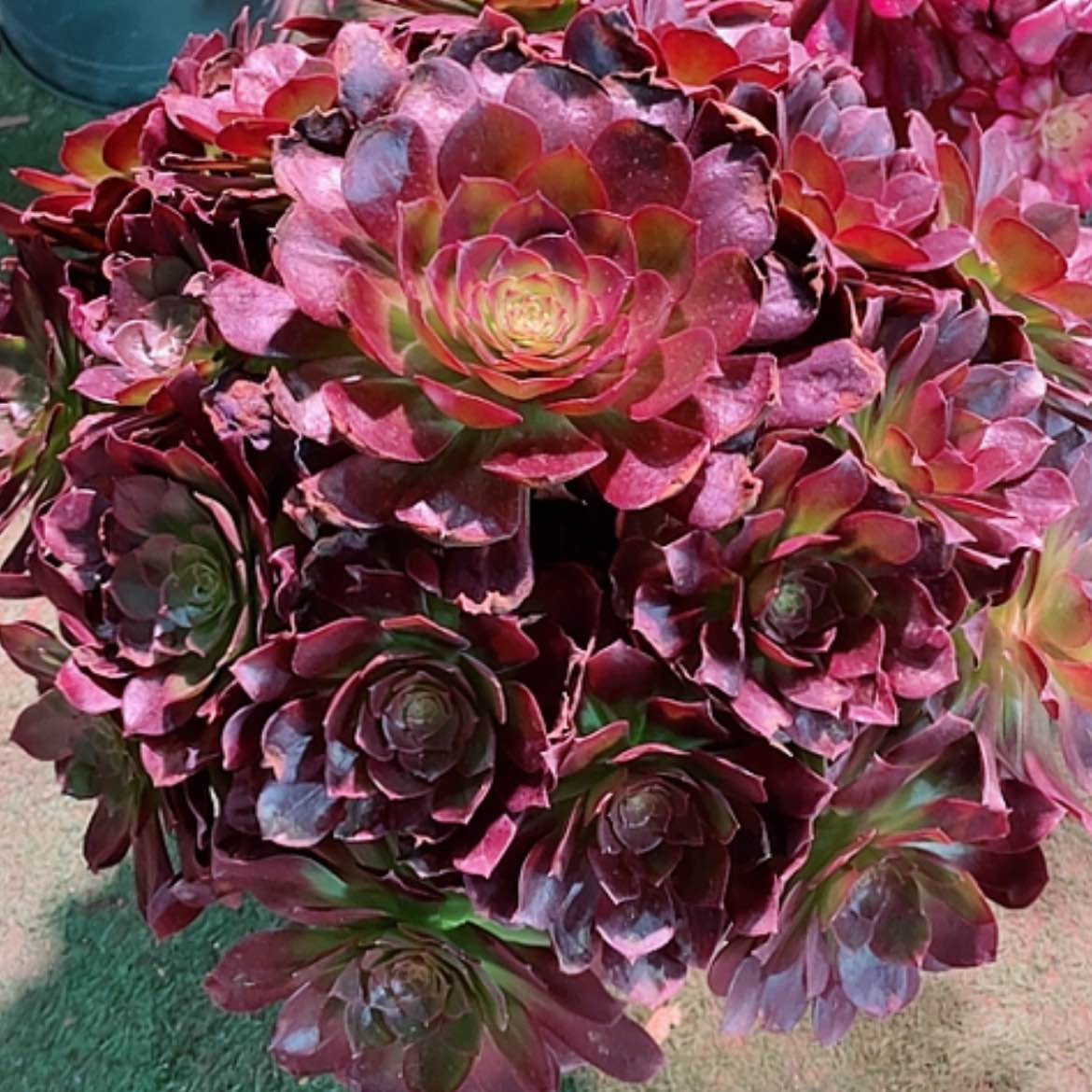 【闪购商品】法师好看也好养