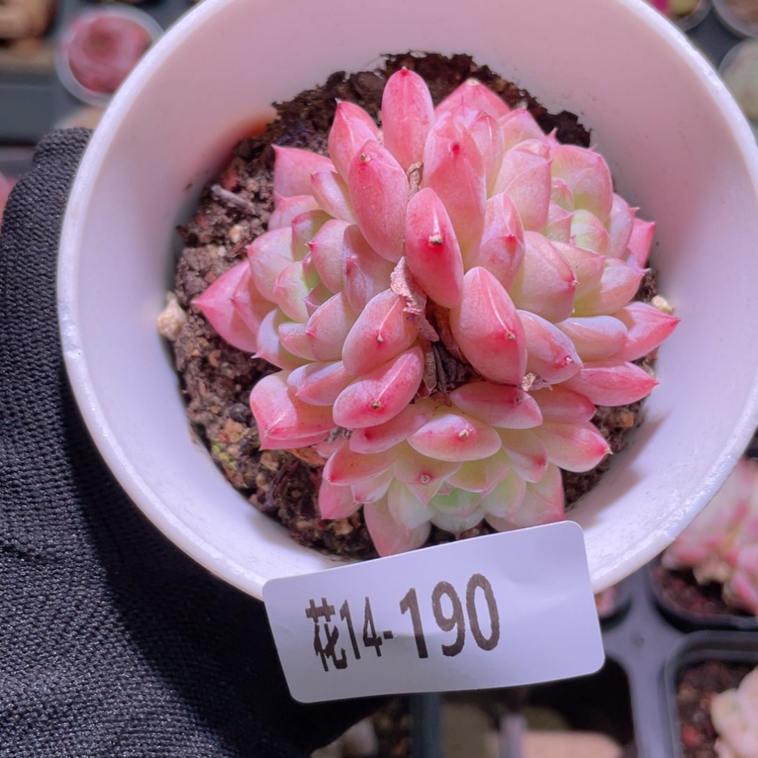 花利美14-190白桃汽水