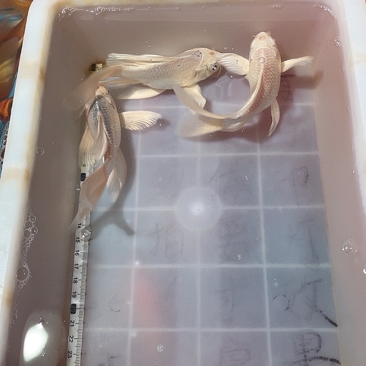 蝴蝶鲤鱼渔场直发50
