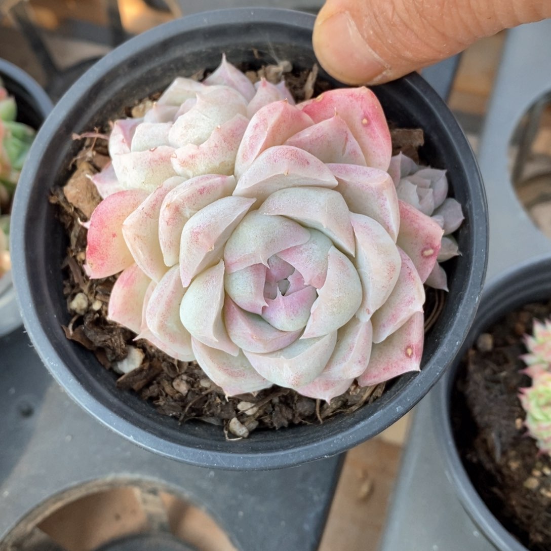 精品多肉一物一拍不包整47