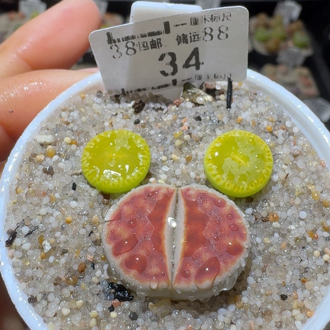 Sss精品生石花34特