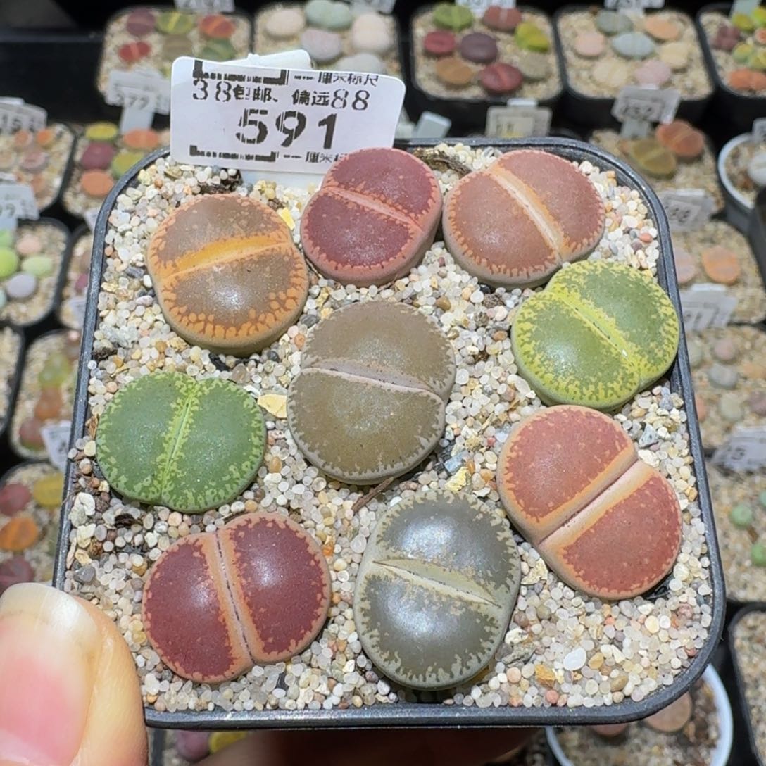 华***华Ssss精品生石花591